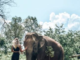 Thailand - walking with elephants