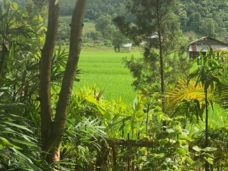 Rondreis Noord-Thailand - Uitzicht vanaf balkon