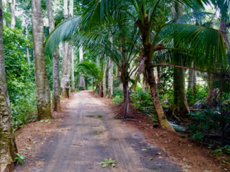 Andamanen - Jungle pad