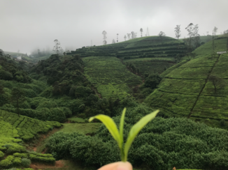 Sri Lanka - Theevelden Nuwara Eliya