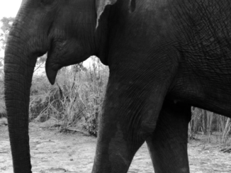 Sri Lanka - Elephant National Park Udawalawee