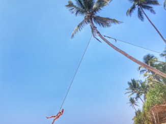 Sri Lanka - Palmtree swing