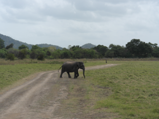 Minneriya National Park - In het park