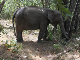 Minneriya National Park - Lekker eten