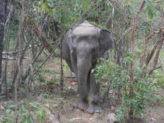 Minneriya National Park - Dichtbij