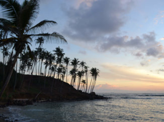 Sri Lanka - Coconut Tree Hill