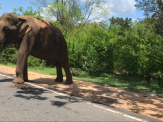 Sri Lanka - Elephant on the road