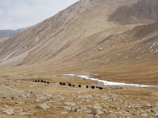 Ladakh - Wari la pas
