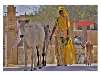 India - Sacred Cow