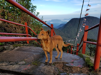 Adam's Peak - veel honden die de berg met je beklimmen