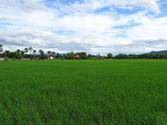 Thailand - Rijstvelden