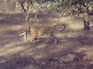 Ranthambore National Park