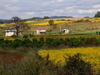 Kalaw - Mooie landschappen met koolzaad