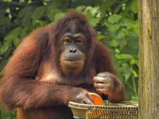 Rondreis door Maleisisch Borneo - Orang Oetan