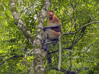 Rondreis door Maleisisch Borneo - Probiscus monkey