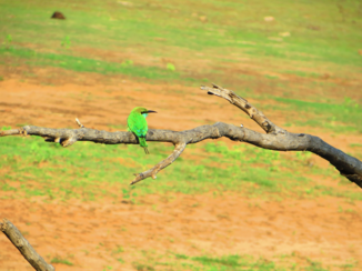 Sri Lanka - Bijeneter