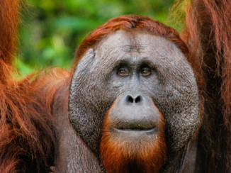 Rondreis door Maleisisch Borneo - Orang Oetang gevonden!