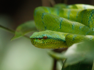 Rondreis door Maleisisch Borneo - Green pit viper!