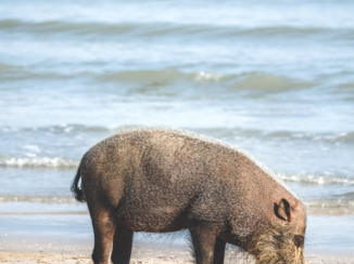 Rondreis door Maleisisch Borneo - Een varken met een baard!