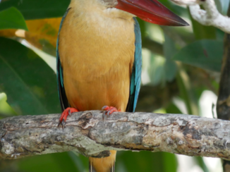 Sri Lanka - IJsvogel