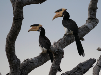 Sri Lanka - Neushoornvogel
