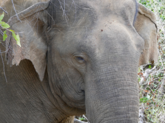 Sri Lanka - Olifant
