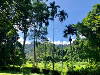 Rondreis Zuid-Thailand - Khao Sok
