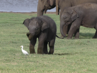 Sri Lanka - Udawalawe wildpark