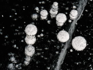 Baikalmeer - belletjes in ijs