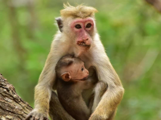 Sri Lanka - Afwijking