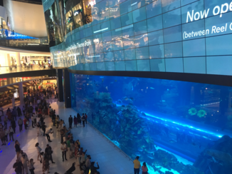 Dubai Mall - Acquarium in Dubai Mall