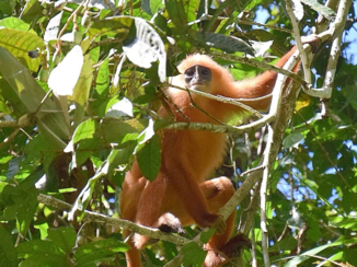 Rondreis door Maleisisch Borneo - Red leaf Monkey