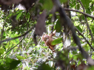 Rondreis door Maleisisch Borneo - Orang-oetang