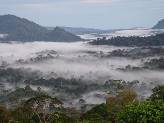 Rondreis door Maleisisch Borneo - Jungle in de ochtend