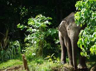 Rondreis door Maleisisch Borneo