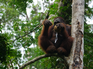 Rondreis door Maleisisch Borneo