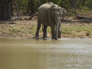 Sri Lanka - Olifant♥️