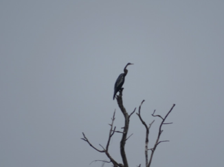 Laos - slangenhalsvogel