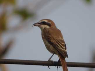 Laos - bruine klauwier