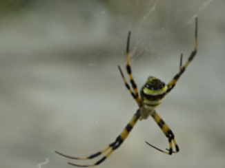 Laos - een soort tijgerspin