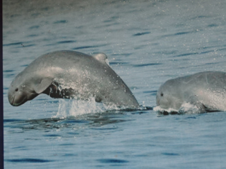 Laos - Irrawaddy dolfijnen, wel geen eigen foto!