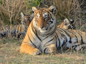 Ranthambore National Park