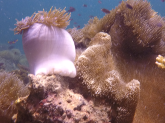 Thailand - underwater