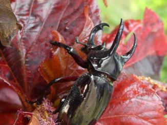 Khao Yai National Park - Prachtige kever