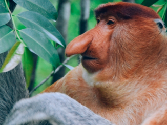 Rondreis door Maleisisch Borneo