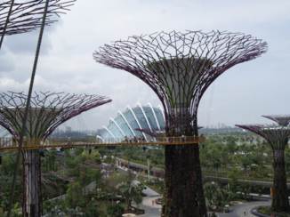 Sentosa Island - The " trees...