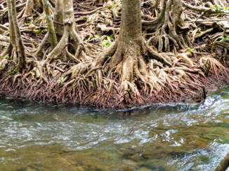 Rondreis Thailand in vier weken - Mangroves krabi