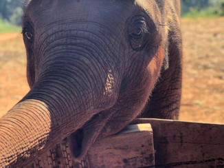 Rondreis Zuid-Thailand - Baby olifant