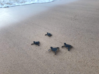 Malediven - Sri Lanka