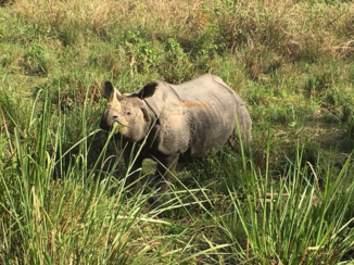 Malediven - Nepal (Chitwan)